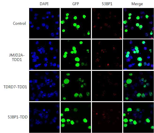 Representative confocal images in the experiments shown in Fig. 16.