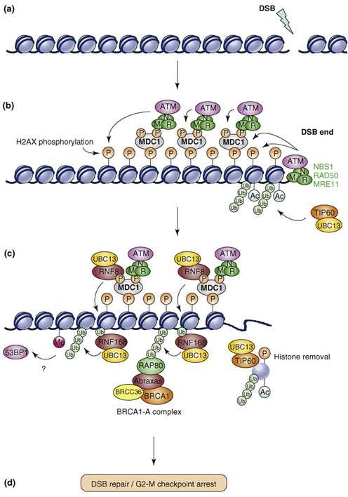 The early responses to DNA double strand breaks