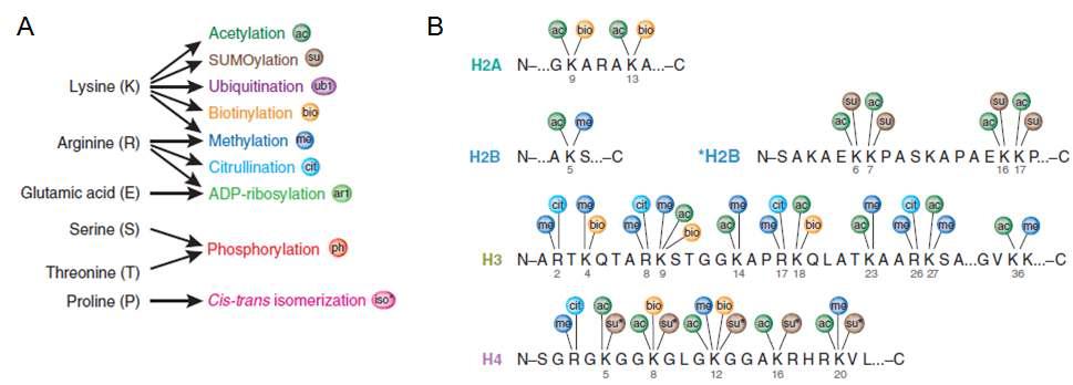 Histone modification choices.