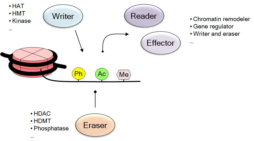 Histone modifications serving as codes can be generated by writers, removed by erasers and interpreted by reader and effectors.