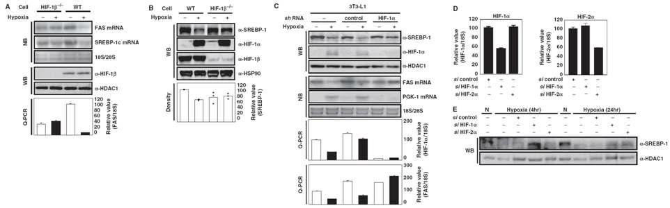 Effect of HIF on hypoxic-repression of FAS and SREBP-1c