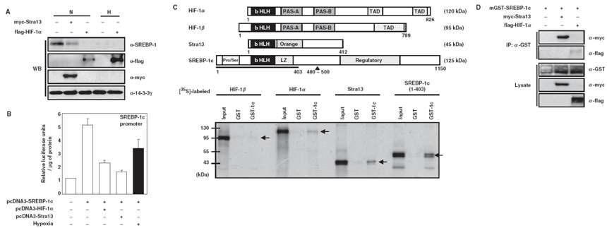 Effect of hypoxia on the SREBP-1c promoter activity and protein-protein interactions between bHLH proteins