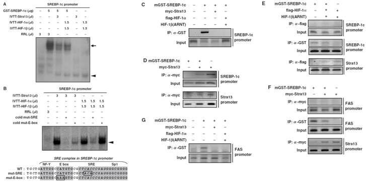 DNA binding activity of SREBP-1c on the SREBP-1cpromoter