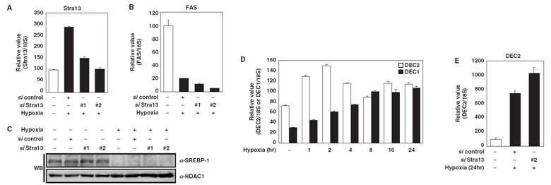 Effect of siRNA against Stra13/DEC1.