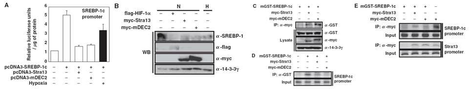 Effect of DEC2 on the repression of SREBP-1c.