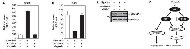 Effect of siRNA against DEC2