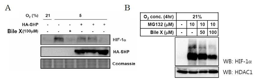 Effect of Bile X and SHP on the HIF-1α protein