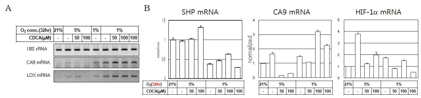 Effect of CDCA on the expression of HIF-1α target gene.