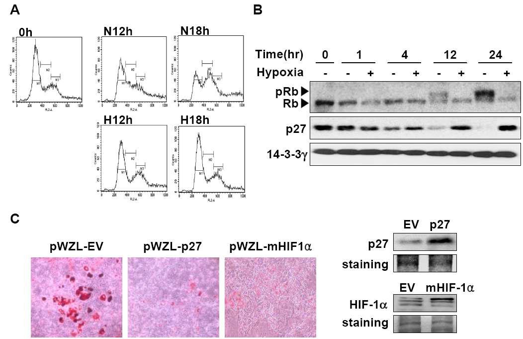 Mitotic clonal expansion of 3T3-L1 cells during adipogenesis.