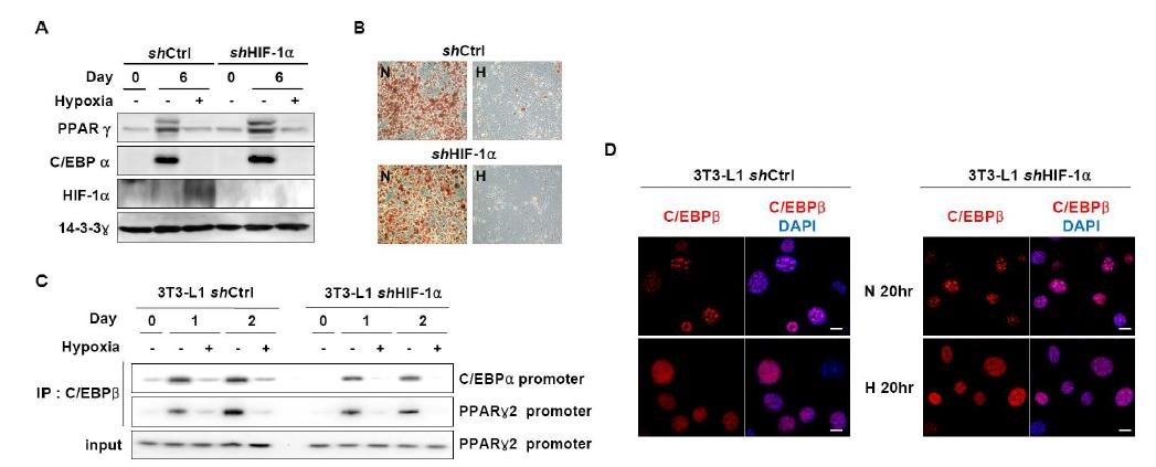 Effect of HIF-1α knock-down on DNA-binding ability of C/EBPβ