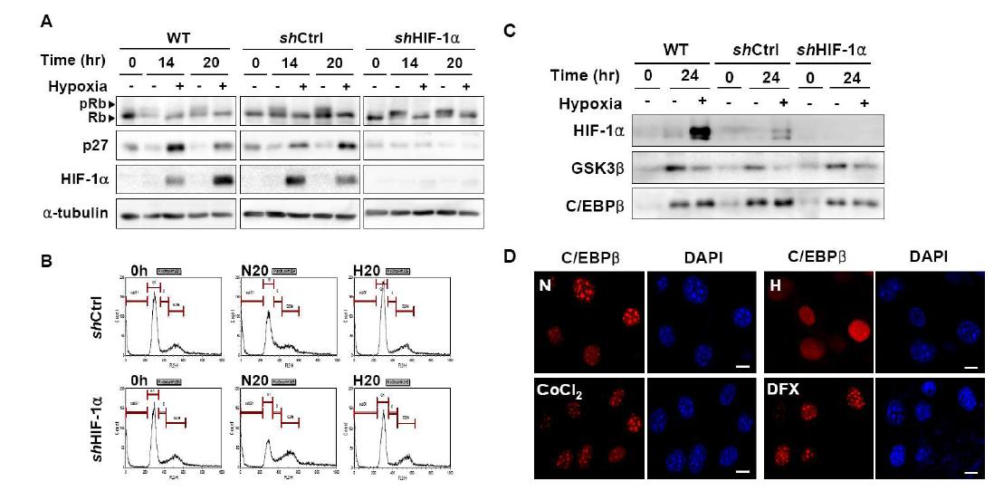 Effect of HIF-1α Knock-down on mitotic clonal expansion during adipogenesis under hypoxic conditions
