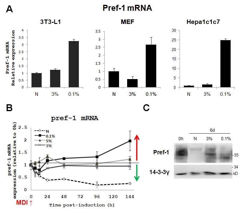 Expression of pref-1 during adipogenesis in hypoxia (A) 3T3-L1 preadipocytes, MEF and Hep1c1c7 cells treats hypoxia (3%, 0.1% O2) for 36~48 houes. mRNA levels of pref-1 were analyzed by quantitative RT-PCR. (B) Postconfluent 3T3-L1 cells were induced to differentiate by treatment with adipogenesis-inducing hormones under normoxic (20% O2) or hypoxic (5%, 3% or 1% O2) conditions for the indicated periods of time. After indicated times, mRNA levels of pref-1 were analyzed by quantitative RT-PCR. Data was normalized to 18S ribosomal RNA. (C) Adipocytes after 6 days, protein levels of pref-1 were analyzed by Western blotting