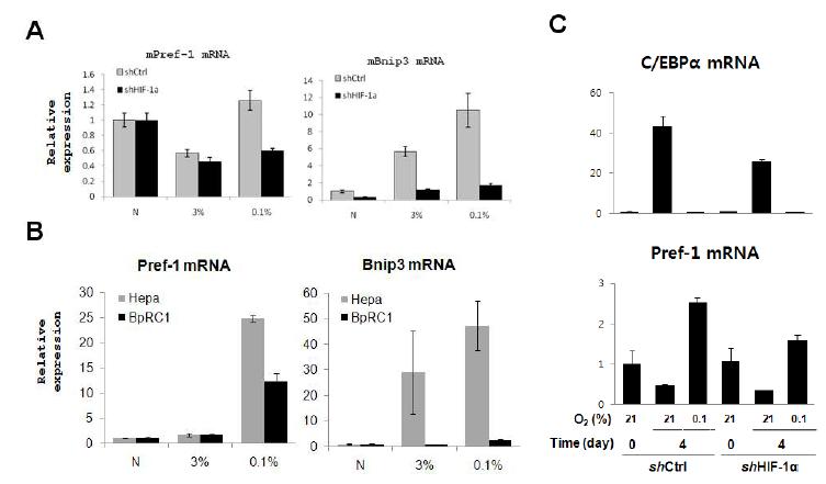 Expression of pref-1 during adipogenesis in hypoxia (A, B) Preadipocyte 3T3-L1 cells were infected with retrovirus encoding control shRNA (shC) or retrovirus encoding shRNAs against mouse HIF-1α. Infected 3T3-L1 preadipocytes (A) and Arnt defective Hep1c1c7 (BpRC1) (B) cells treats hypoxia (3% or 0.1% O2) for 36~48 houes. mRNA levels of pref-1 were analyzed by quantitative RT-PCR. (C) Postconfluent 3T3-L1 cells were induced to differentiate by treatment with adipogenesis-inducing hormones under normoxic (20% O2) or hypoxic (0.1% O2) conditions for the indicated periods of time. After indicated times, mRNA levels of C/EBPα and pref-1 were analyzed by quantitative RT-PCR. Data was normalized to 18S ribosomal RNA.