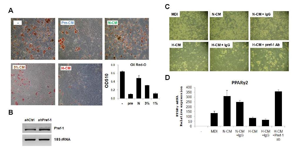 Effects of hypoxic expressed pref-1 on adipocyte differentiation