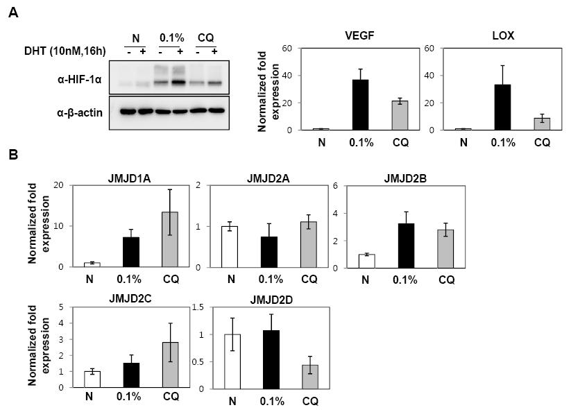 CQ effect on HIF-1α and JMJDs