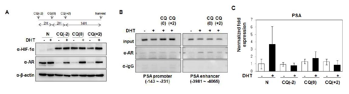 CQ effect on A R expression, localization and DNA binding