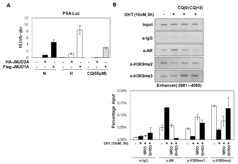 Epigenetic changes by CQ on PSA promoter