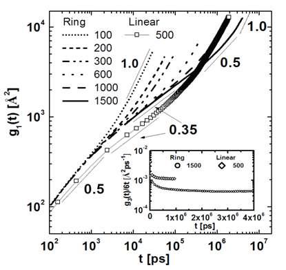 고리형 고분자의 Mean square displacement of monomers.