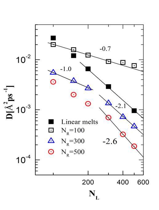 NL에 의존하는 고리형 고분자의 확산도.