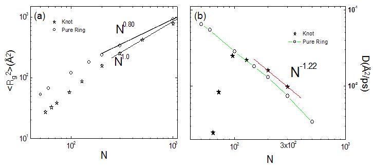 (a) trefoil과 순수 고리형 분자의 Rg; (b) 확산도