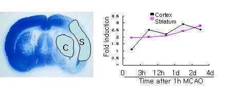 1시간 MCOA 후 cortex (C) 와 striatum (S)에서 RNA를 분리하여 microarray 수행한 결과 얻은 HMGB1 유전자 발현 profile.