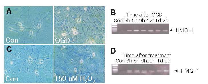 대뇌피질 1차 배양 세포에 oxygen glucose deprivation (A) 또는 H202처리를 한 후 (C) 일정시간 경과 후에, HMGB1의 발현을RT-PCR (B,D)로 조사