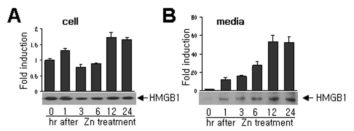 대뇌피질 1차 배양 세포에 200uM Zn++를 처리한 후일정시간 경과 후에, HMGB1의발현을 세포(A)와 배양액(B,)에서 RT-PCR 로 조사