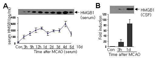 1h MCAO 후 serum (A)과 뇌척수액(B)에 HMGB1 단백질의 급격한 축적