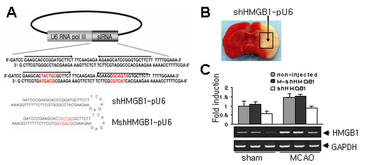 HMGB1 siRNA 발현 플라스미드(A)와 주입 부위 (B), 그리고 그 결과 주입부위를 중심으로 관찰된HMGB1의 발현 억제정도를RT-PCR로 조사하였음.