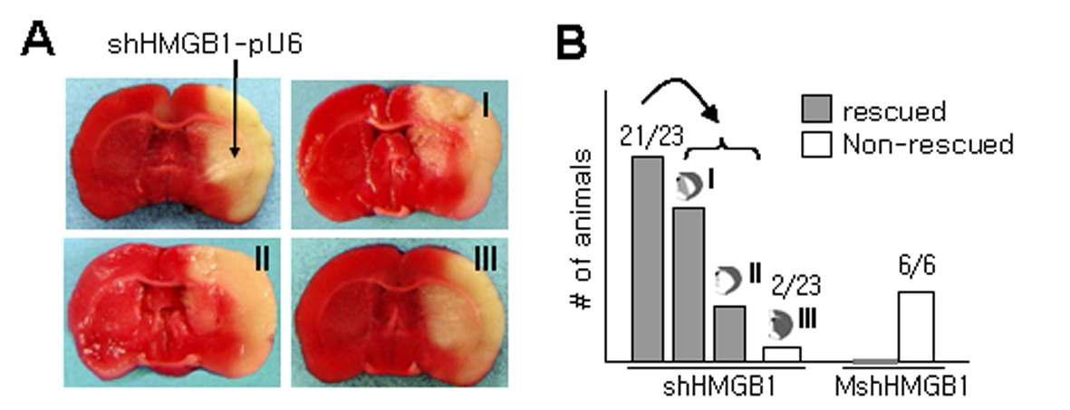 MCAO 후 2일에 TTC 염색을 통하여 HMGB1 siRNA에 의한 뇌경색 형성 억제 효과 조사.