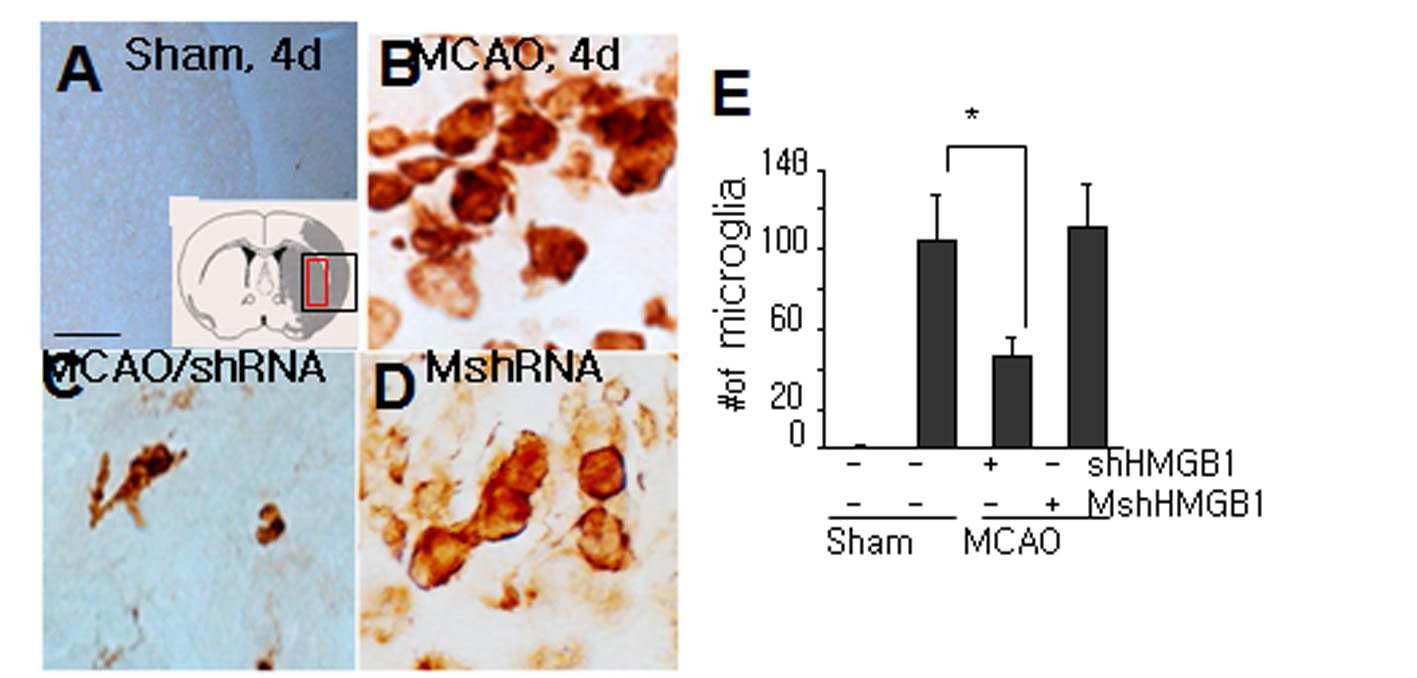 MCAO 후 4일에 GSA-IB4 염색을 통하여 HMGB1 siRNA에 의한 염증 세포의 수 및 활성 억제 효과 조사.