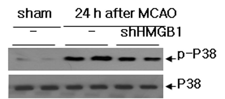 MCAO 후 24시간에 HMGB1 siRNA에 의한 p38 MAPK 활성 억제 효과 조사.