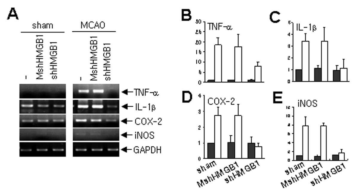 MCAO 후 24시간에 HMGB1 siRNA에 의한 사이토카인의 발현 유도 억제를RT-PCR로 조사하였슴.mutation이 포함된 siRNA 발현플라스미드 (MshHMGB1)를 사용한 경우에는 억제 효과가 관찰되지 않았슴