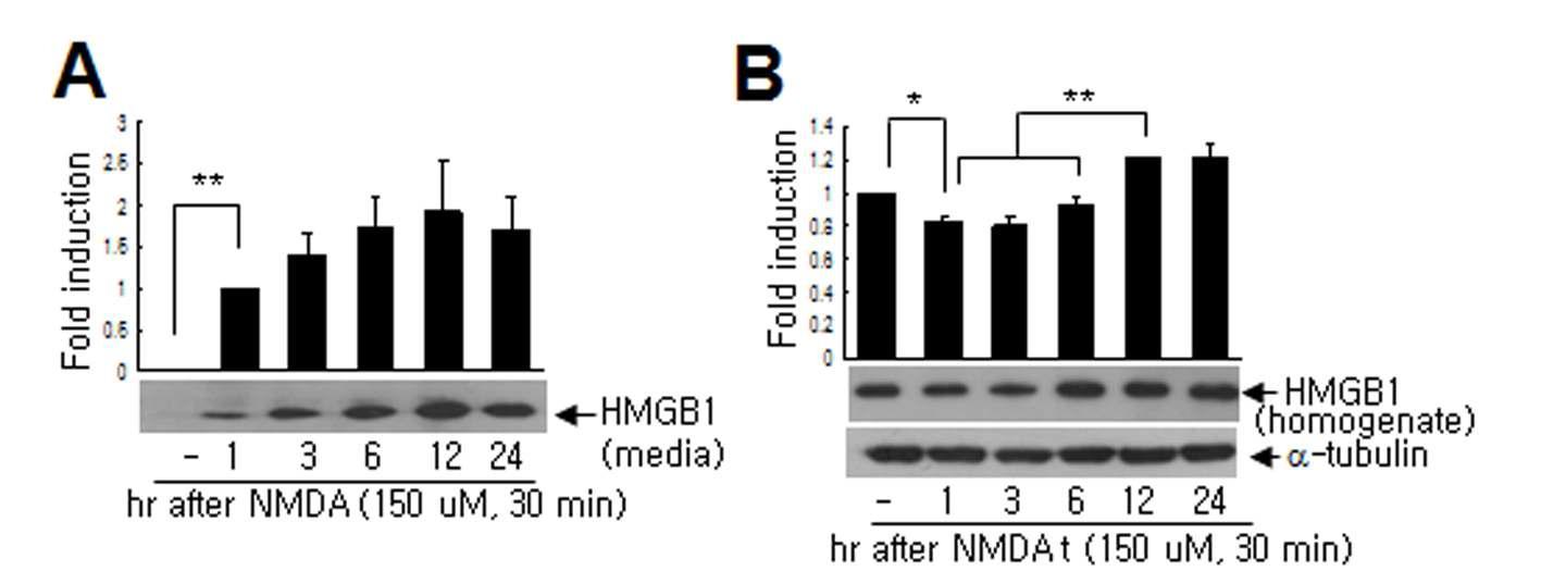 대뇌피질 1차 배양 신경세포에 NMDA 처리 후 1, 3, 6, 12, 24 시간 후에 세포균질액과와 배양액 각각에 HMGB1의 양을 immunoblot