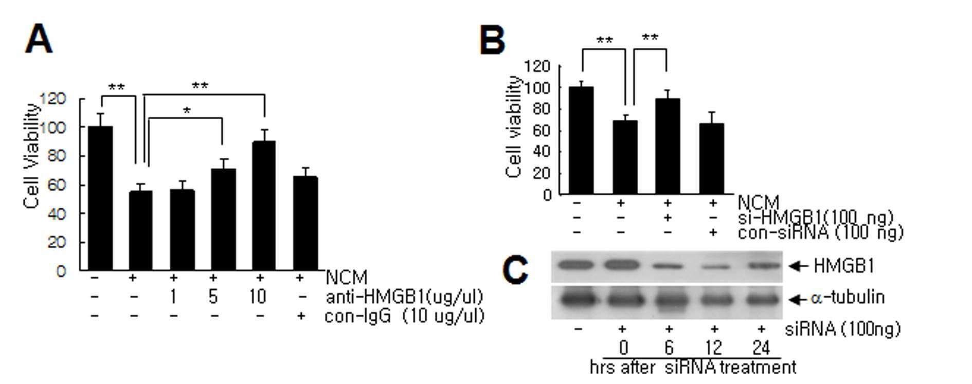 NMDA를 처리한 1차 배양 신경세포의 배양액과 함께, HMGB1 항체 (A), HMGB1 siRNA (B,C)를 처리한 후 MTT assay 수행