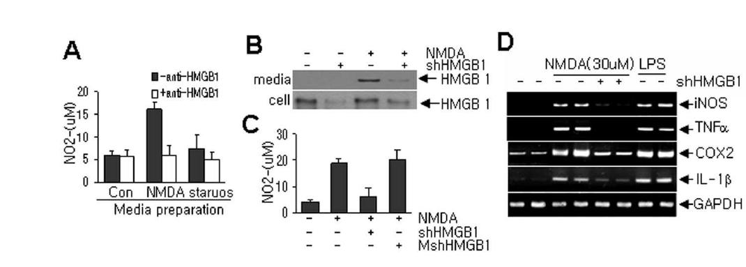 NMDA를 처리한 1차 배양 신경세포의 배양액을 1차 배양 microgli 세포에 처리한 후 NO분비 (A,C)와 cytokine발현 (D)을 조사함. 이 때, HMGB1 항체 (A)와 HMGB1 siRNA(B)를 함께 처리한 후 그 효과를 조사함.