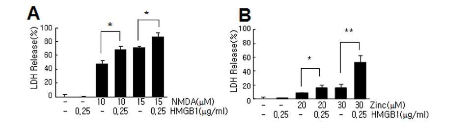 human recombinant HMGB1을 NMDA 와 Zn와 함께 1차 배양 신경세포에 다양한 양으로 처리한 후 MTT assay로 세포 손상 조사