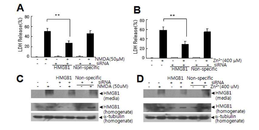 HMGB1 siRNA를 1차 배양 신경세포에 transfection 한 후 NMDA 와 Zn를 처리한 후 MTT assay로 세포 손상 조사
