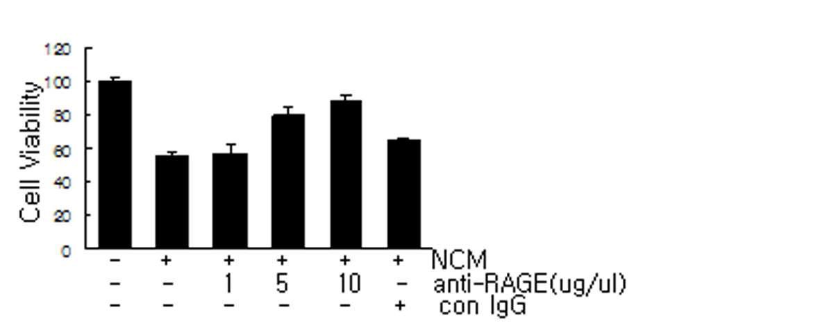 NCM 처리후 신경세포 손상을 RAGE 항체를 1, 5, 10 ug/ml 농도로 처리 한 후에 조사함.