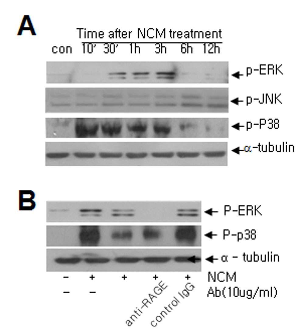 NCM 처리 후 1시간부터 12시간까지 ERK, JNK, p38 MAPK의 활성을 조사함 (A). HMGB1과 RAGE의 항체 처리를 통해 ERK와 p38 MAPK 신호전달계의 활성을 억제 (B)