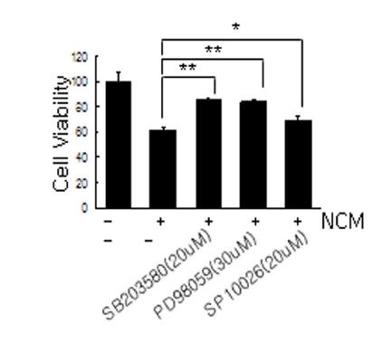 p38 MAPK, ERK, JNK 신호전달계 각각의 저해제가 NCM 처리후 신경세포 손상에 미치는 영향을 조사함.