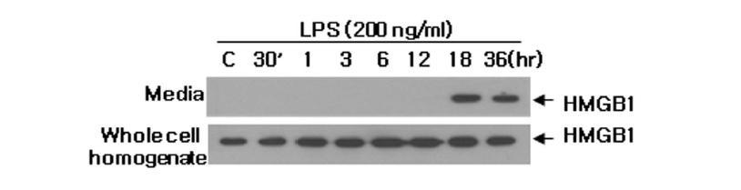 microglia 세포주인 BV2 세포주에 LPS를 처리한 후, 시간 경과에 따른 HMGB1 secretion 양을 immunoblot 으로 조사함