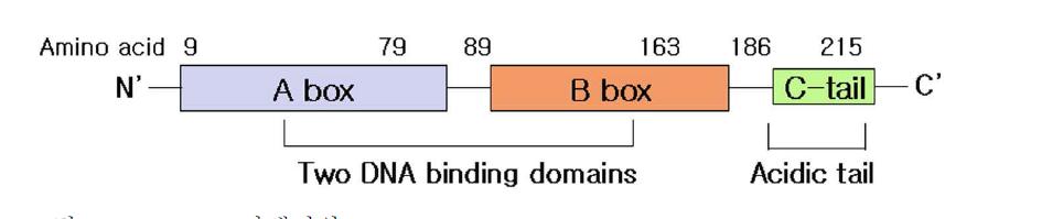 HMGB1 단백질의 functional domain