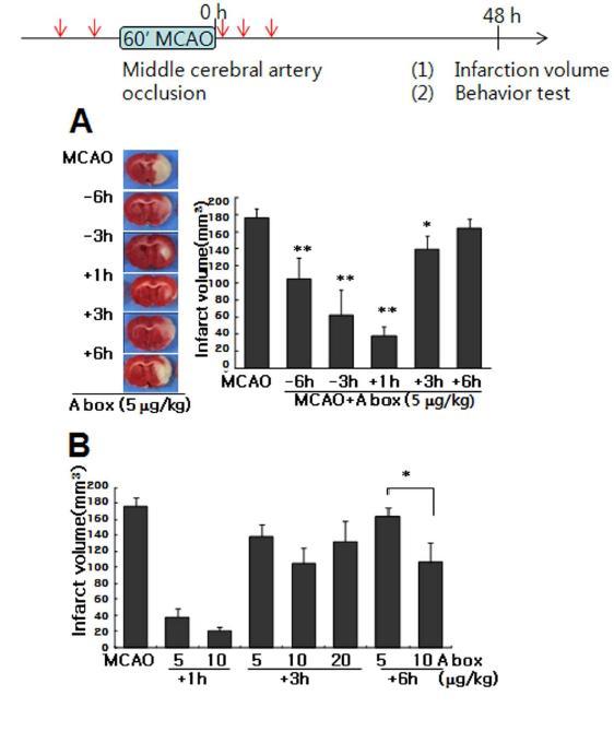 HMGB1 A box (5 ug/kg, 10 ug/kg)를 MCAO 동물 모델 제작 6, 3시간 전 그리고 1, 3, 6 시간 후에 투여한 후 TTC 염색을 통해 뇌경색 부피 측정