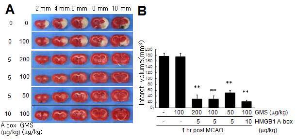 5 ug/kg 또는 10 ug/kg의 HMGB1 A box를 다양한 비율의 gelatin microsphere에 loading 한 후 뇌경색 억제 효율을 조사