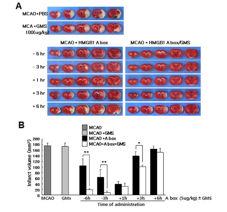 HMGB1 A box (5 ug/kg)를 naked 또는 geletin microsphere에 loading 한 후 MCAO 동물 모델 제작 6, 3시간 전 그리고 1, 3, 6 시간 후에 투여한 후 TTC 염색을 통해 뇌경색 부피 측정