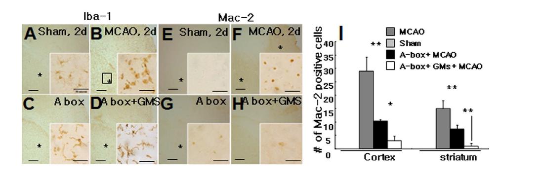 HMGB1 A box (5 ug/kg)를 MCAO 동물 모델 제작 1 시간 후에 투여한 후, 48시간후에 두 종류의 항체, anti-Iba-1와 anti-Mac-2를 사용하여 면역조직화학 염색법으로염색하였음