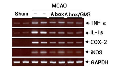 HMGB1 A box (5 ug/kg)를 MCAO 동물 모델 제작 1 시간 후에 투여한 후, 24시간 후에 4 종류의 사이토카인 발현을 RT-PCR을통하여 조사함.