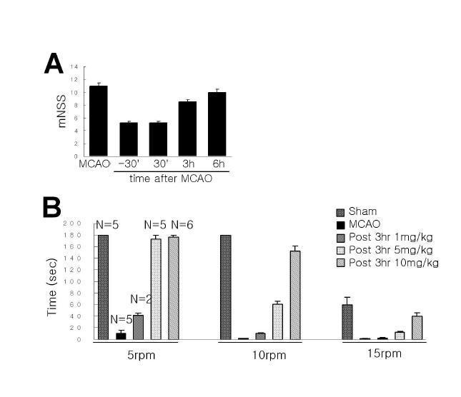 MCAO 동물 모델에 SNMC 1 ml/kg를 occlusion 3 시간 후에 투여하고 24시간 후 mNSS(A)와 rota rod test (B)를 수행함