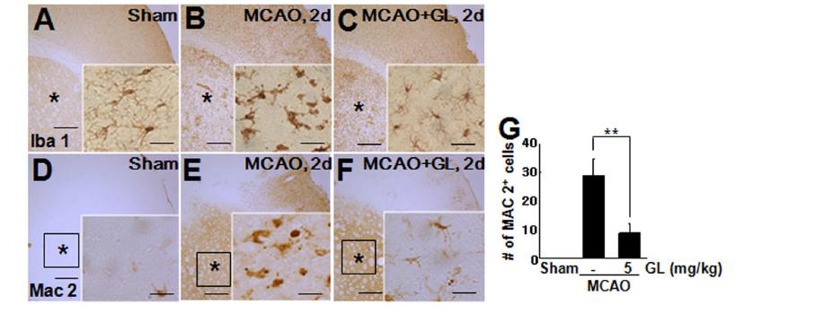 GA 10 mg/kg를 뇌졸중 동물 모델 (MCAO)에서 3시간 후처치한 후 48시간 후에 Iba 1(A-C), MAC2 (D-F)의 면역조직화학 염색을 수행하였음.